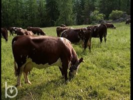 2003 - Rien qu\'une vache - La fécondation artificielle et l’activité de l’Anaborava