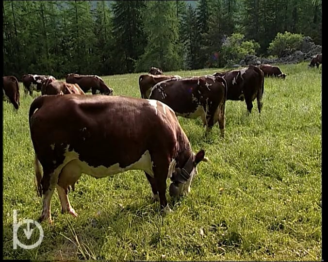 2003 - Rien qu'une vache - La fécondation artificielle et l’activité de l’Anaborava