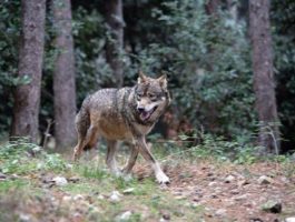 Dalla Giunta RaVdA un disegno di legge sul lupo