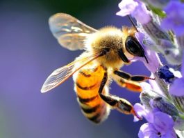 Dal 1° novembre 2020 il censimento delle api