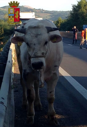 Un toro in autostrada, a Morgex