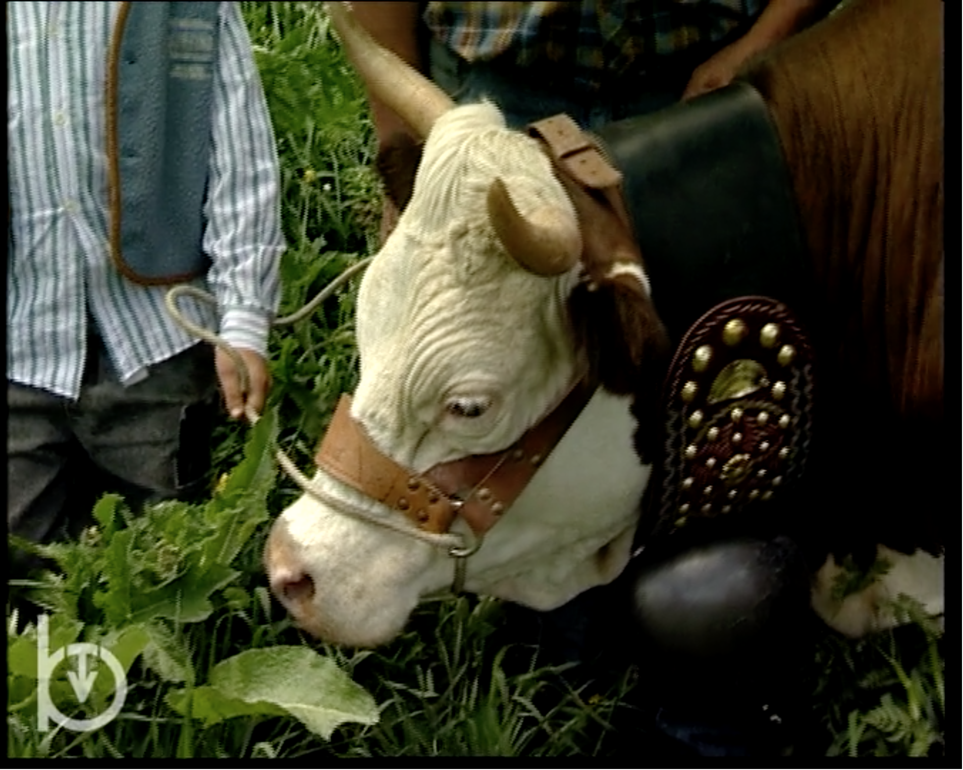 2003 - Rien qu\'une vache - La sélection de la race bovine valdôtaine