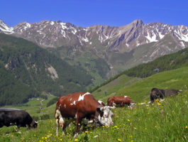 Valle d\'Aosta: il 9,1% dei lavoratori in agricoltura è straniero
