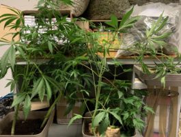 Coltivavano marijuana ad Aosta: tre denunciati a piede libero