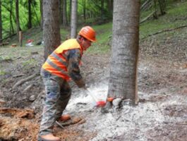Avviati i servizi e lavori per la viabilità forestale