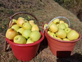Una conferenza sulle mele della Valle d\'Aosta