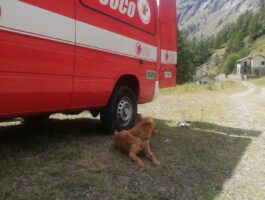 I cani del Vigili del Fuoco valdostani richiesti per una ricerca in Piemonte