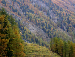 Verso il Programma forestale della Valle d’Aosta